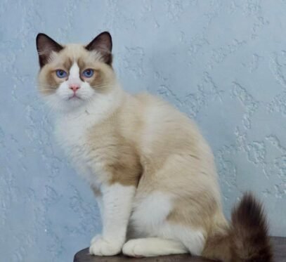 Ragdoll kittens for sale