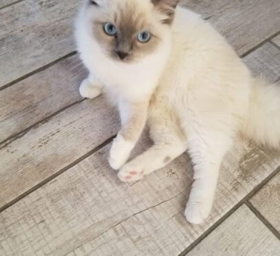 Ragdoll kittens for sale