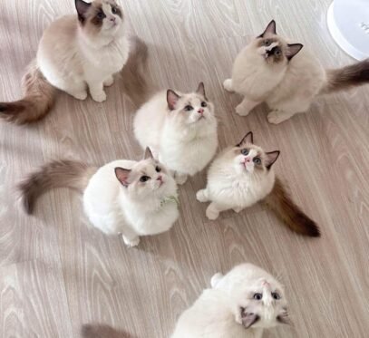 Ragdoll kittens for sale